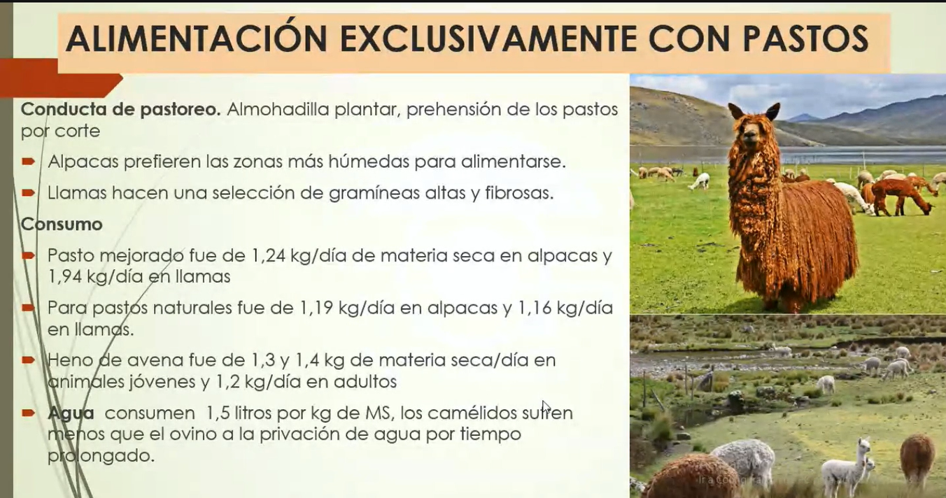 NUTRICIÓN Y ALIMENTACIÓN EN LLAMAS Y ALPACAS